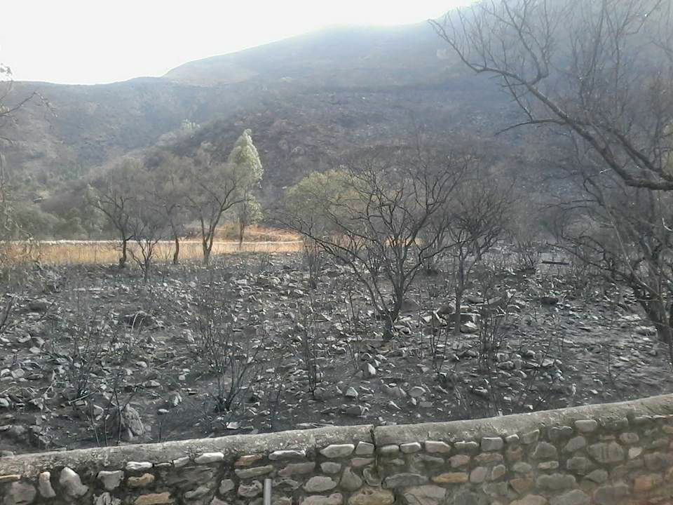 Más de 10.000 hectáreas fueron afectadas por el fuego.