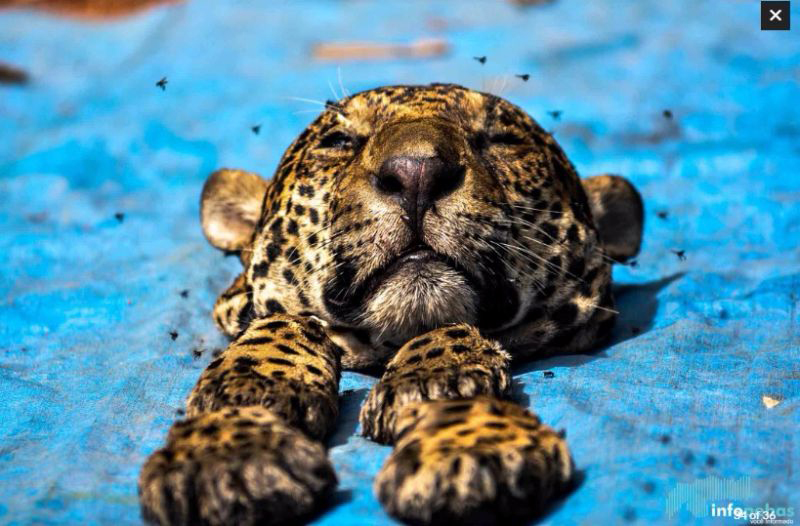 21.	Uno de los casos más alarmantes fue el decomiso de 19 jaguares descuartizados encontrados en un congelador en Curionópolis, Pará en 2016. Foto: Déo Martins/Infopebas
