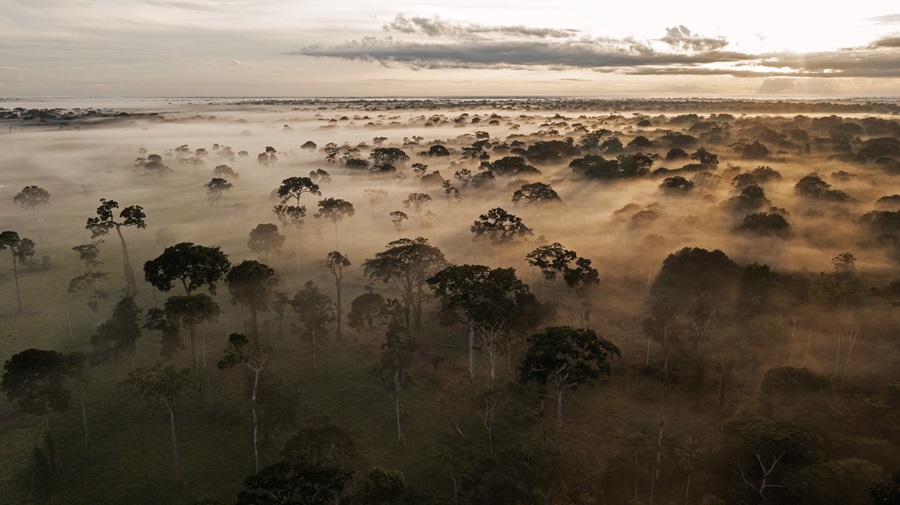 El departamento de Pando tiene una superficie aproximada de 6,4 millones de hectáreas, de las cuales 94% corresponden a bosques tropicales. Inserto completamente en la Amazonía, este departamento alberga una rica biodiversidad. Los árboles de sus bosques pueden alcanzar más de 40 metros de altura y vivir varios siglos. Foto: Eduardo Franco & Ernst DrawerT