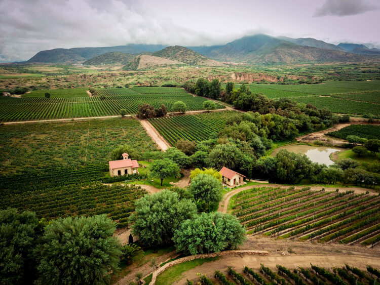 Los campos de la bodega Aranjuez en el valle central de Tarija.